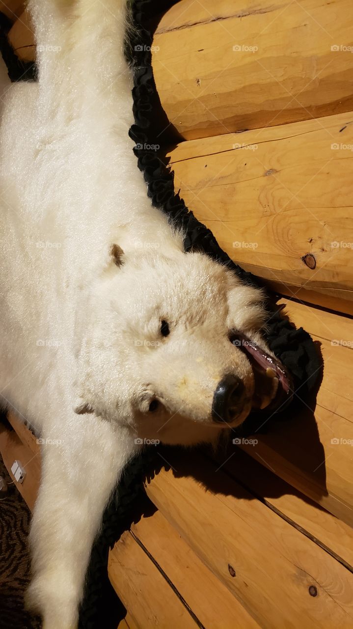 " chadow white bear "