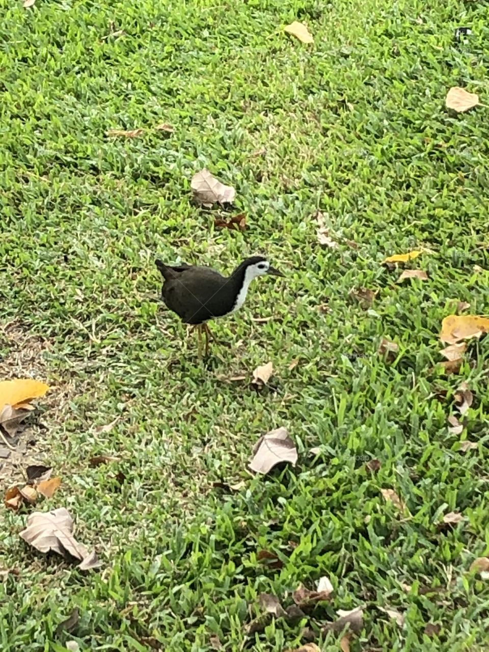 Encountering birds in the wild 