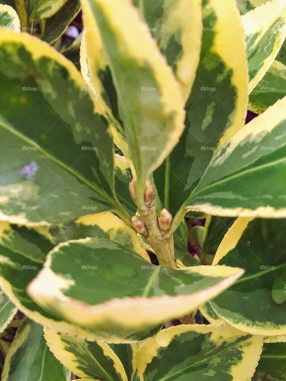new growth on a shrub
