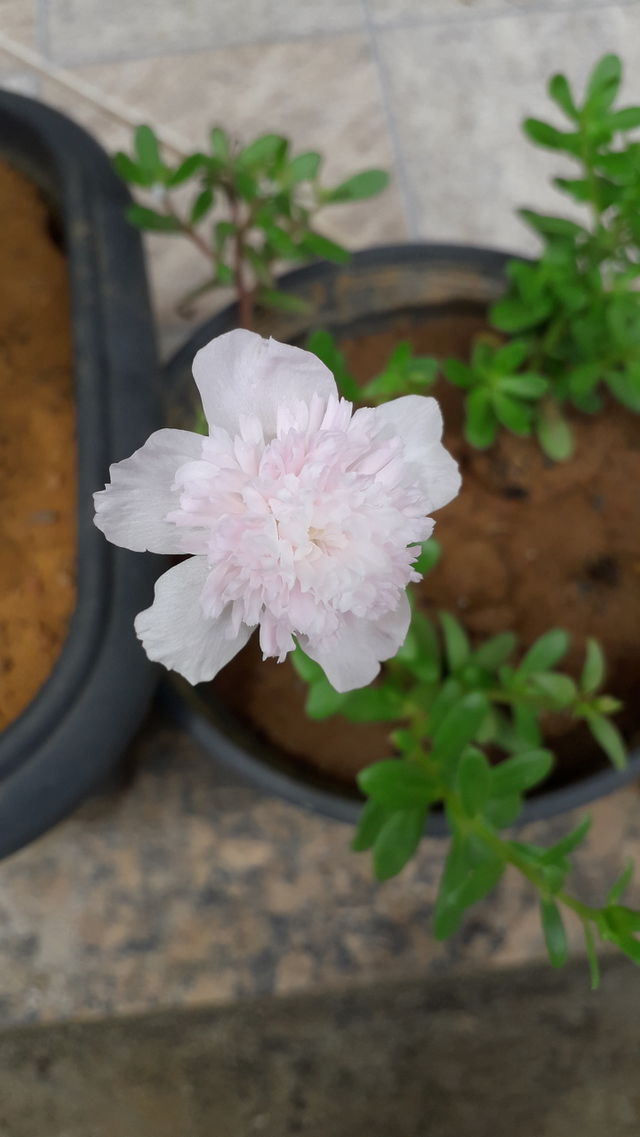 flores