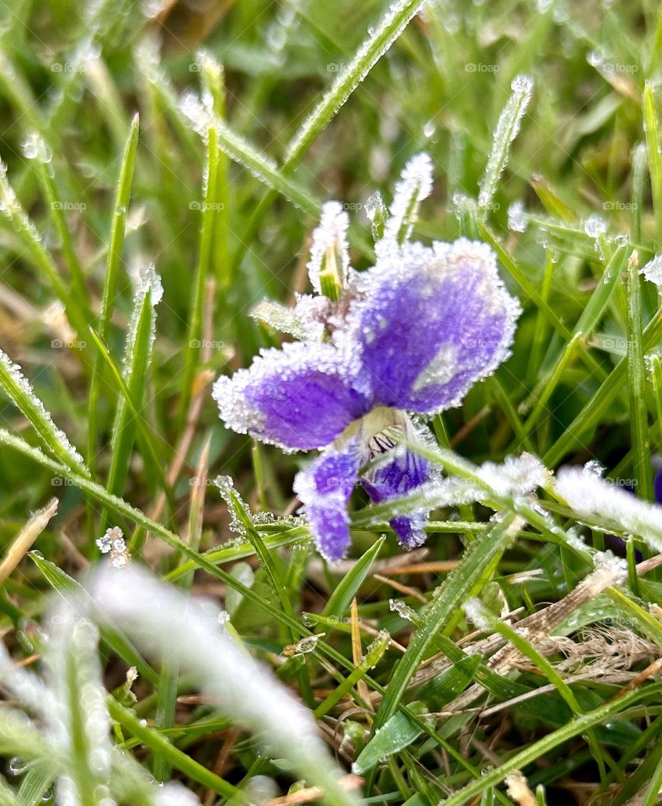 A violet covered with frost