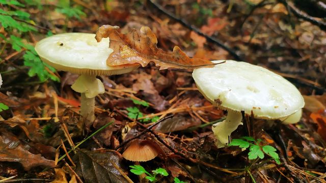 mushrooms in autumn