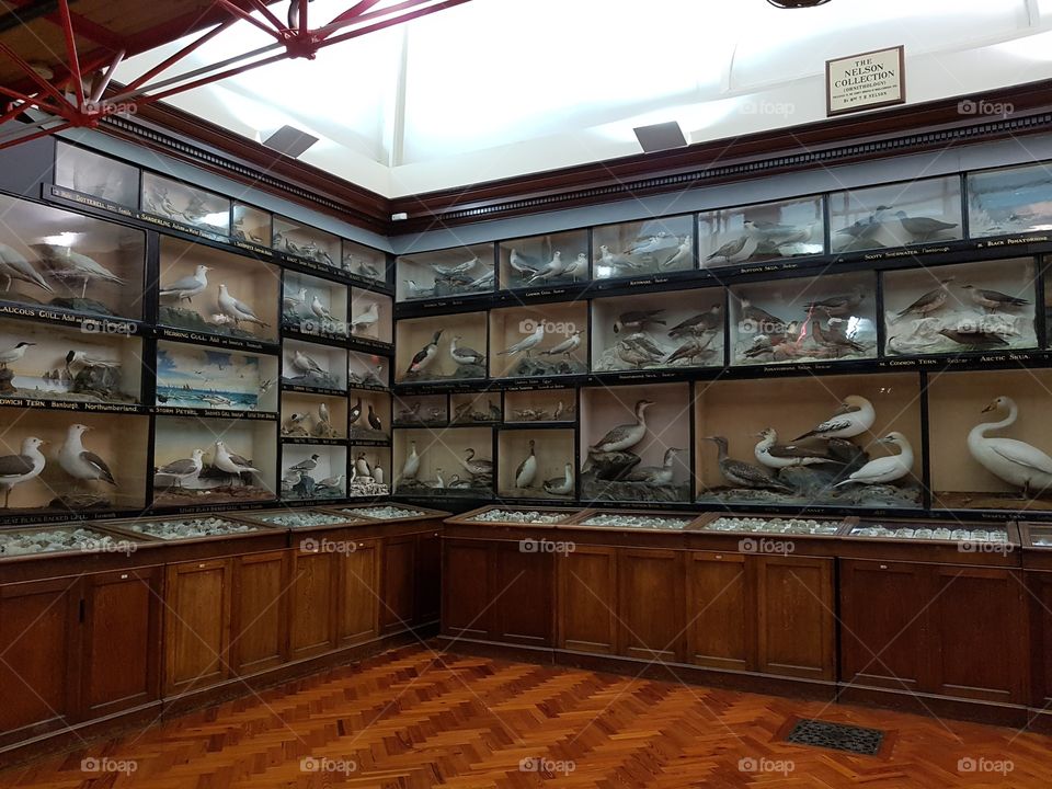 bird museum