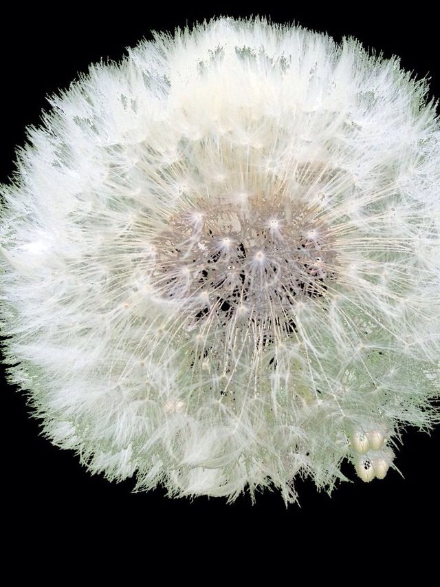 Dandelion