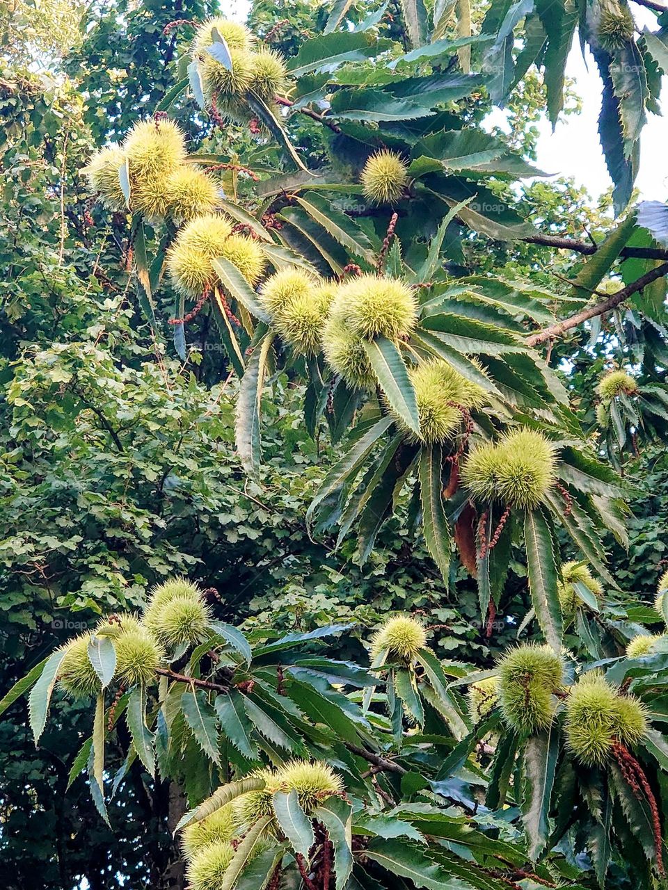 Chestnut tree in the Netherlands