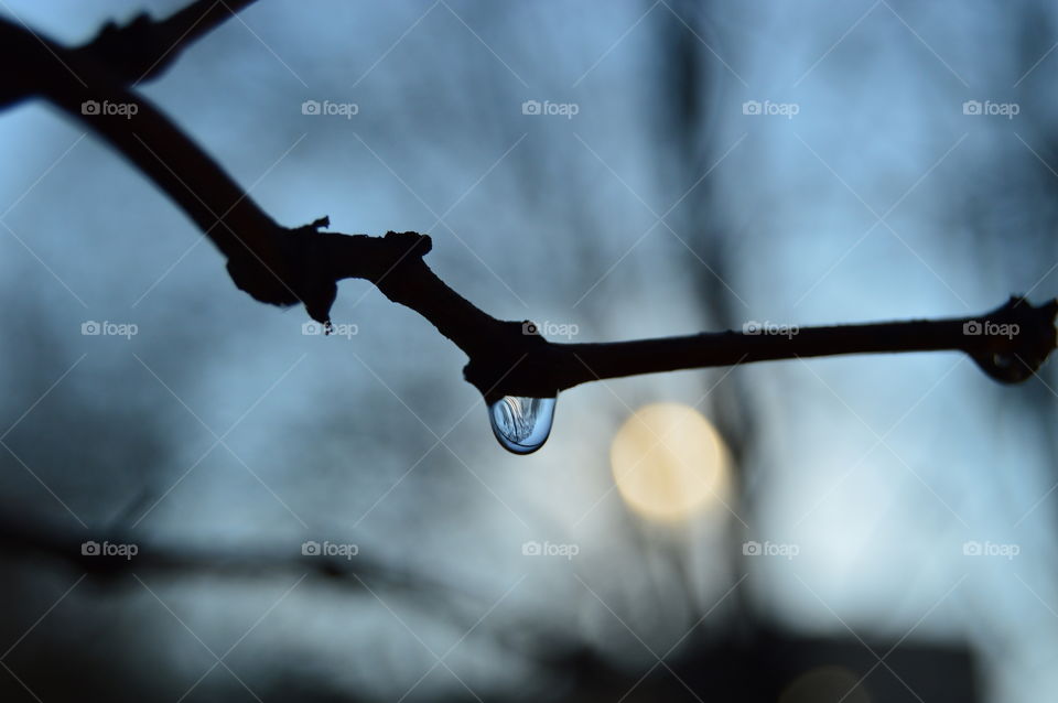 Silhouette of tree branch with raindrop