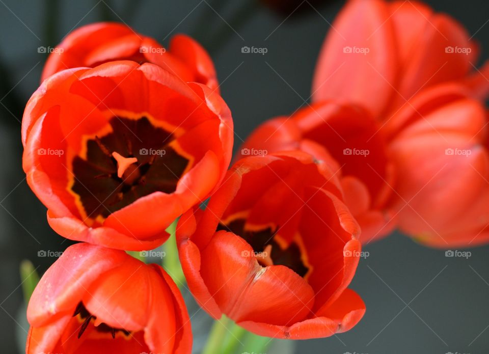 Flower, Nature, Tulip, No Person, Flora