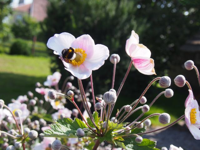 Bloom
