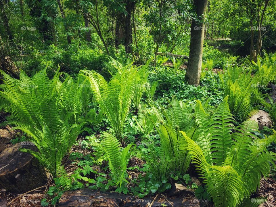 Ferns in bloom in the Netherlands