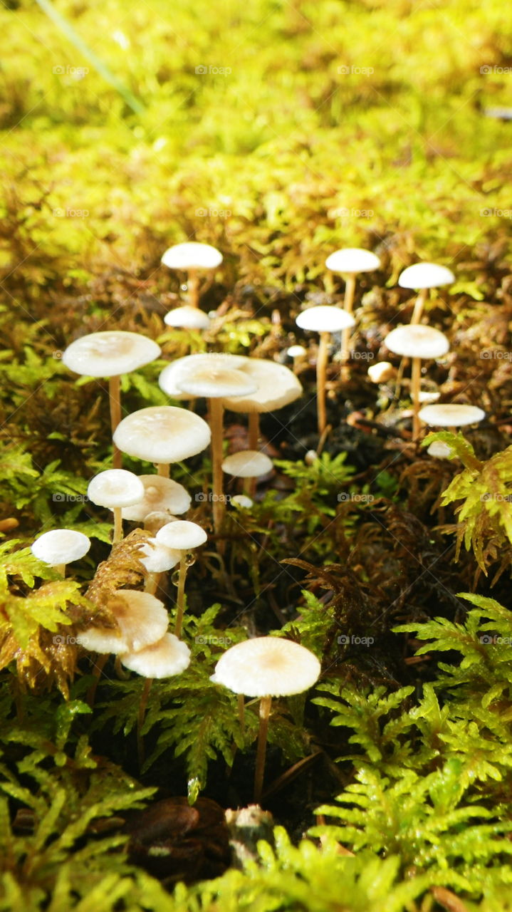 Mushrooms in the Alaskan Forest