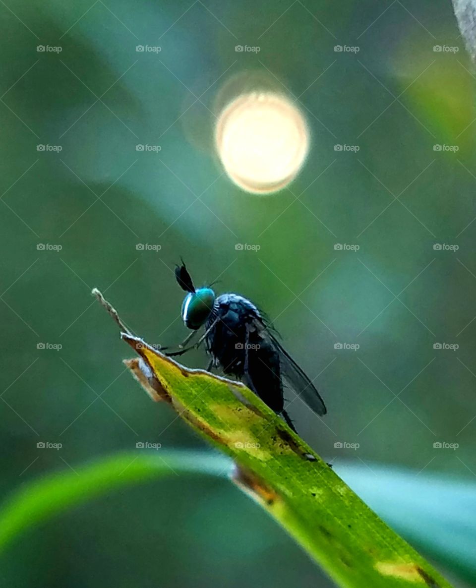 Insect, Nature, Fly, Wildlife, Animal