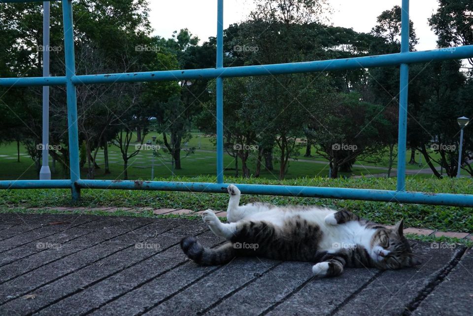 Cat in the park