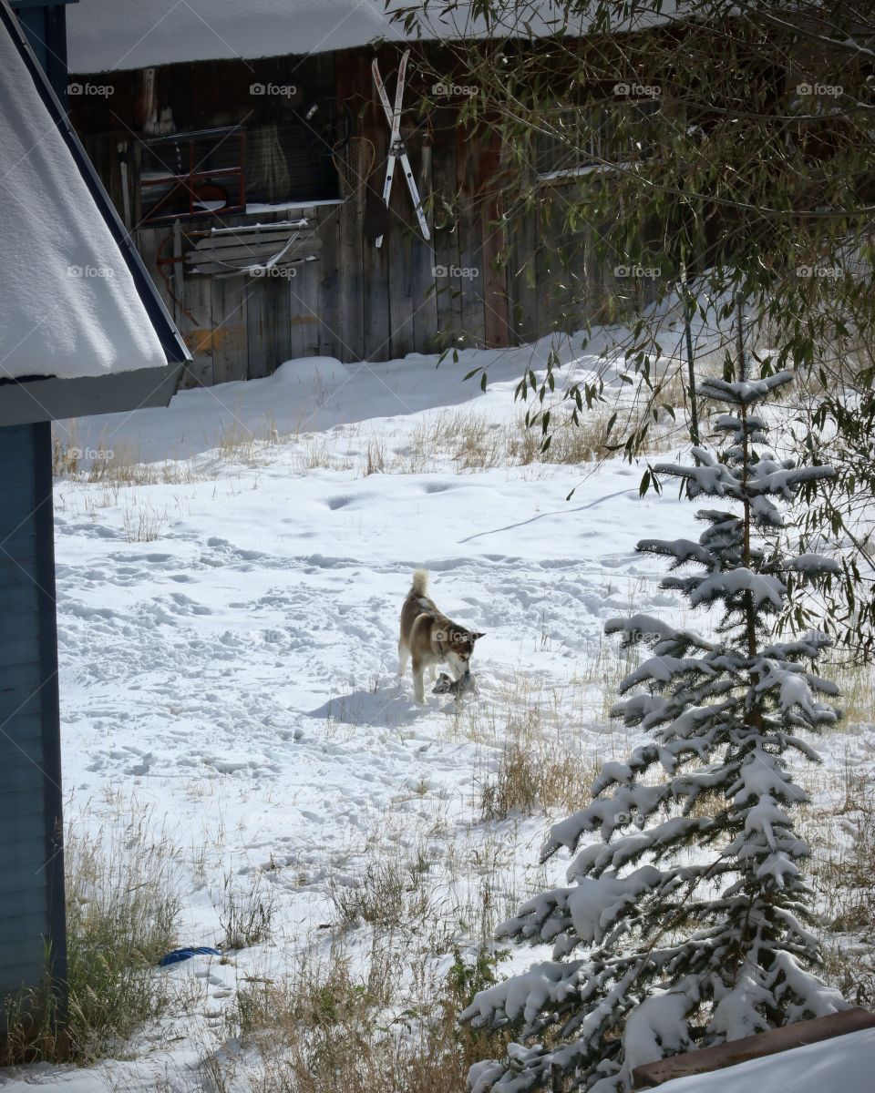 A husky playing in the snow near some old buildings in winter.
