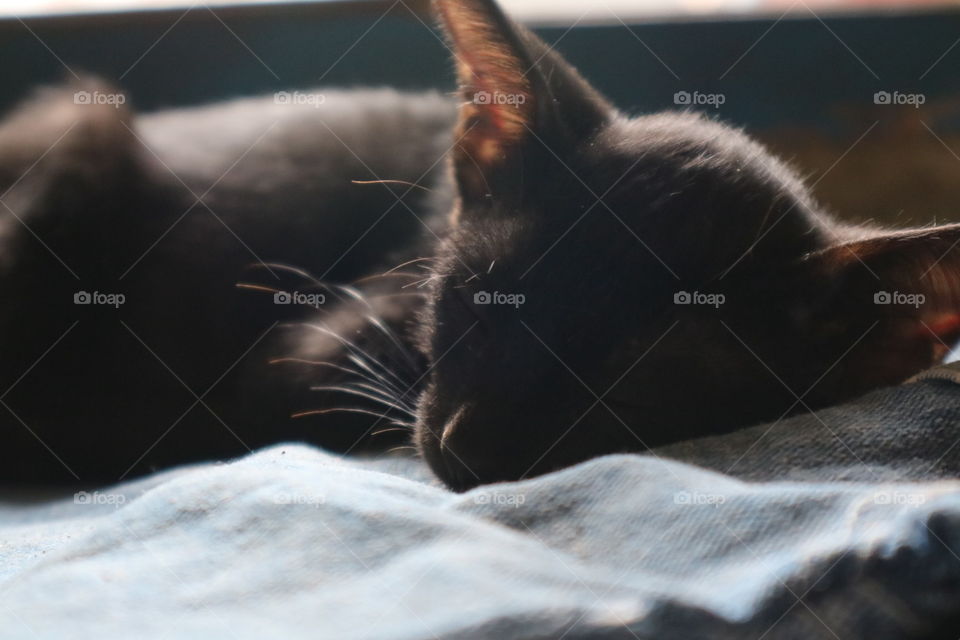 Saat kucing hitam ku tidur 😘