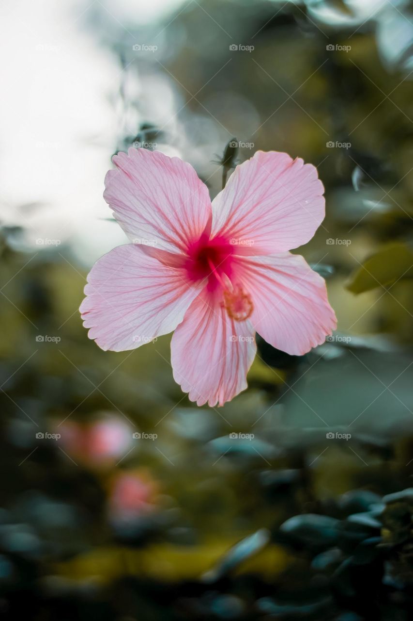 Soft Pink Hibiscus Flower Surrounded By Green Foliage
