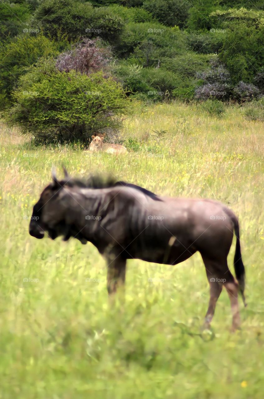 A blue wildebeest is unaware of the lions camouflaging under the thorn tree in Pilanesberg National Park, South Africa