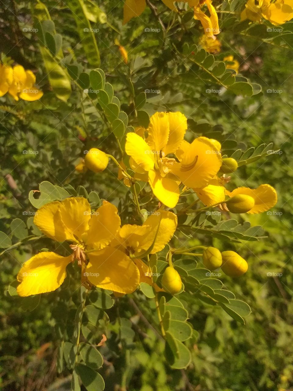 natural flower image
