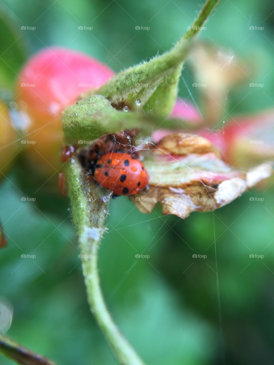 Ladybug 