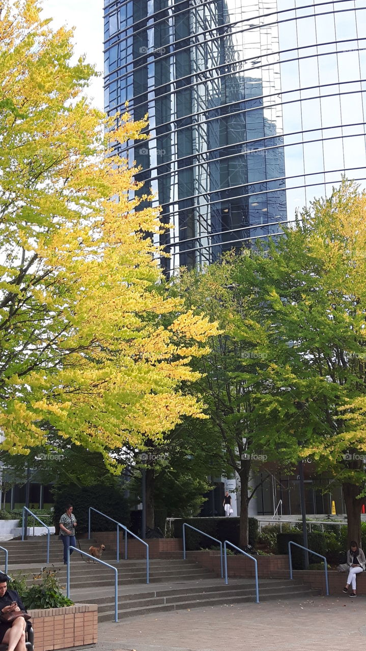fall trees and a building