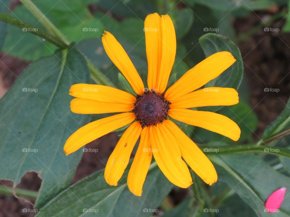 Hairy Sunflower.