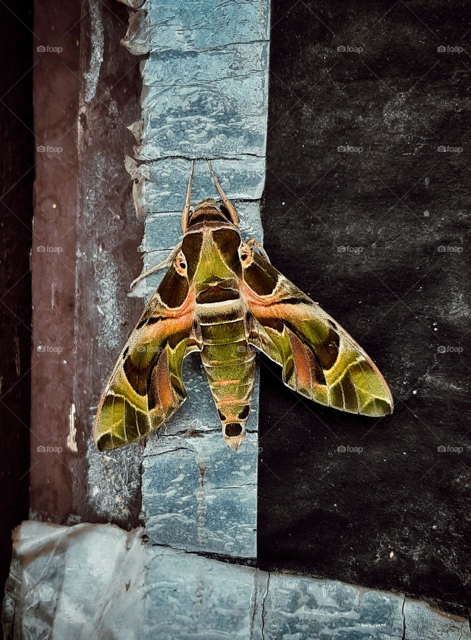 Rare and beautiful moth