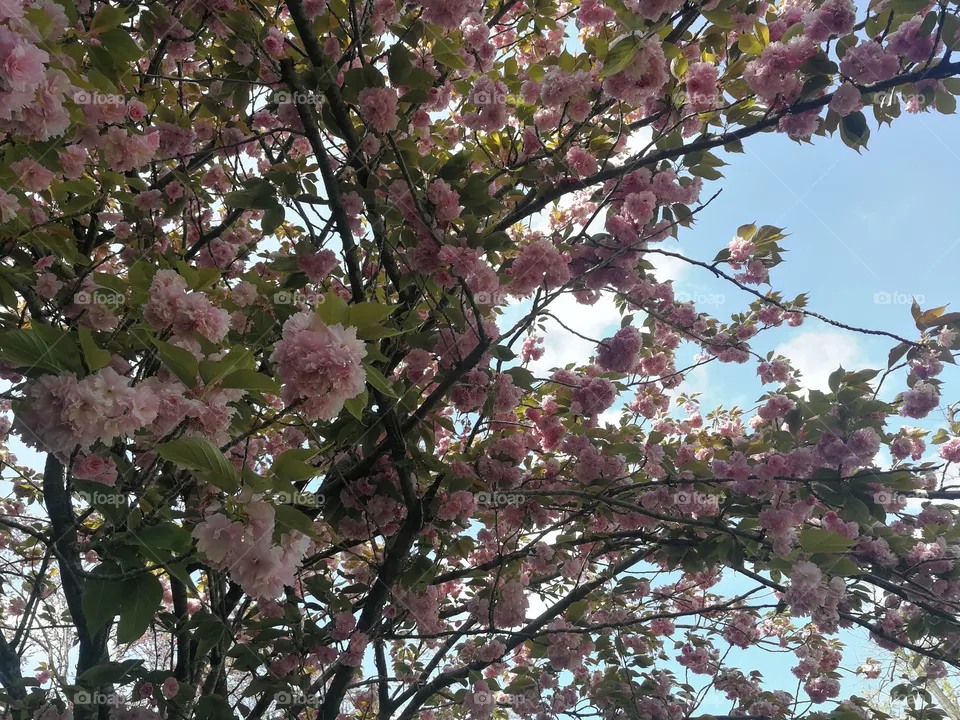 Nature