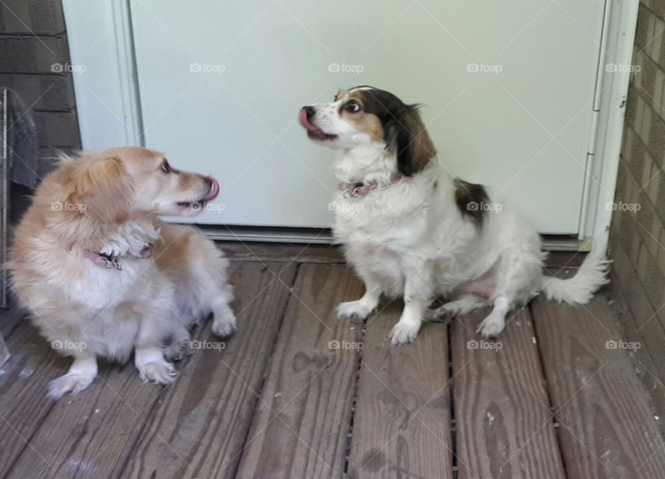 I know you are but what am I ?