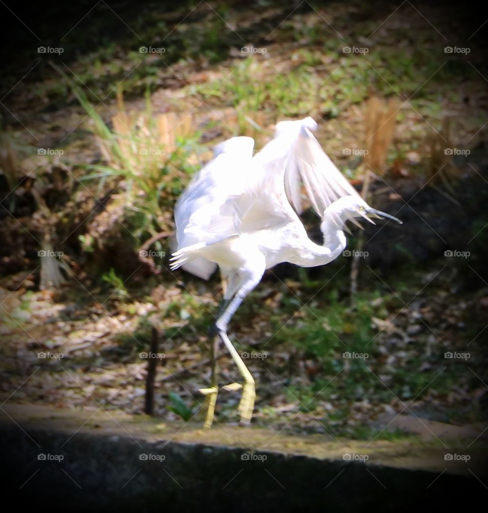 Bird in motion at a park in Bangkok Thailand.