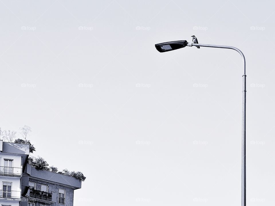 Bird sitting on a street lamp