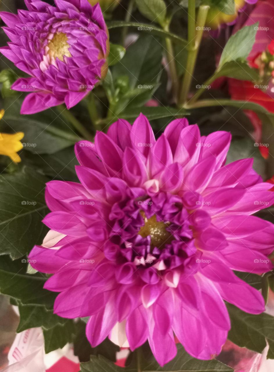 Dália Babylon Pink é uma variedade de Dália de cores vibrantes e chamativas. Suas flores, possuem pétalas em tons rosa intenso, que se abrem em imã forma semi dupla