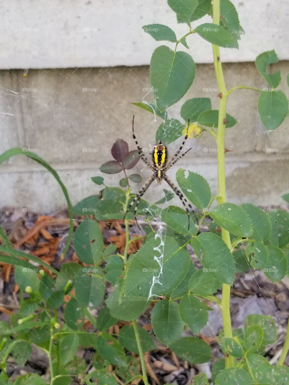 Garden Spider Underbelly