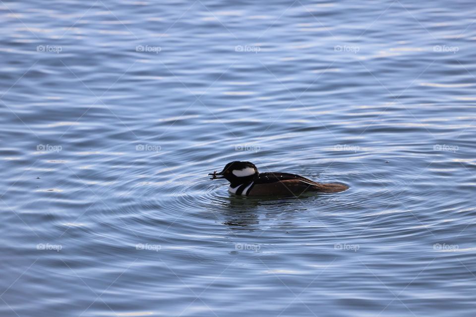 Duck with fish in its beak 