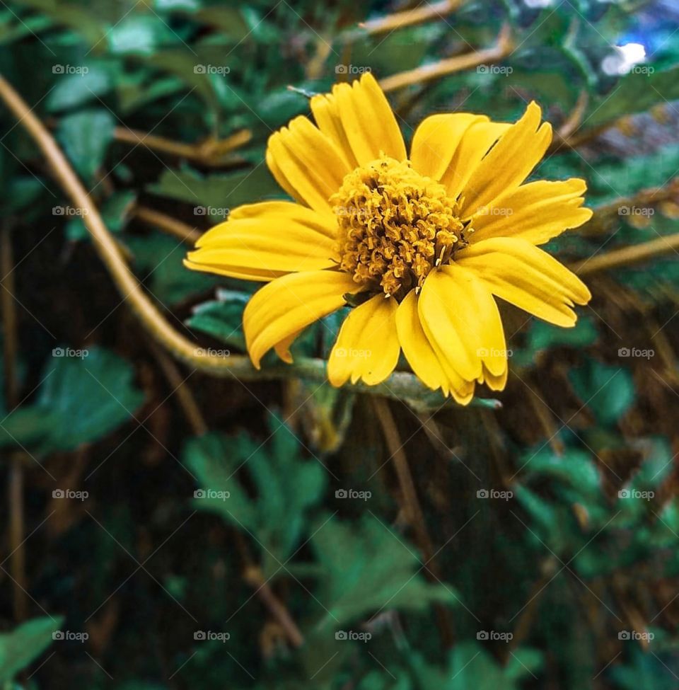 Yellow flower 💛