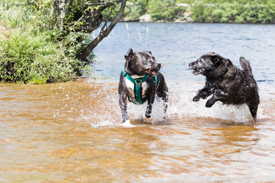 Two dogs playing in the lake  , 2 hundar leker badar i sjö