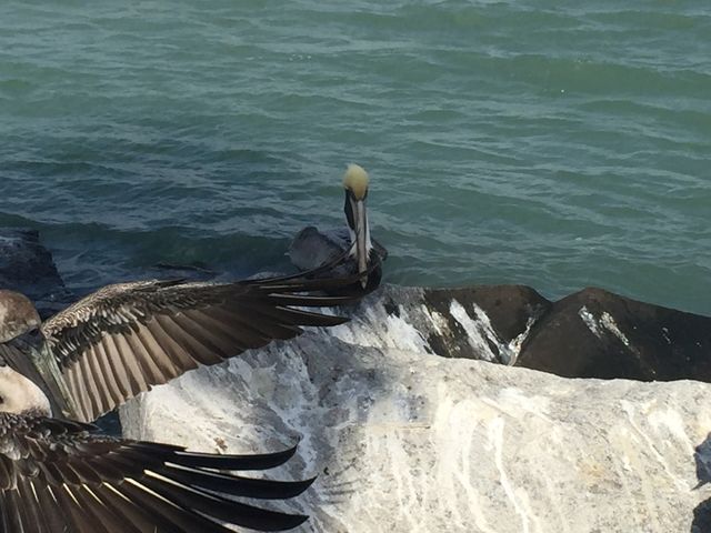 Pelicans 