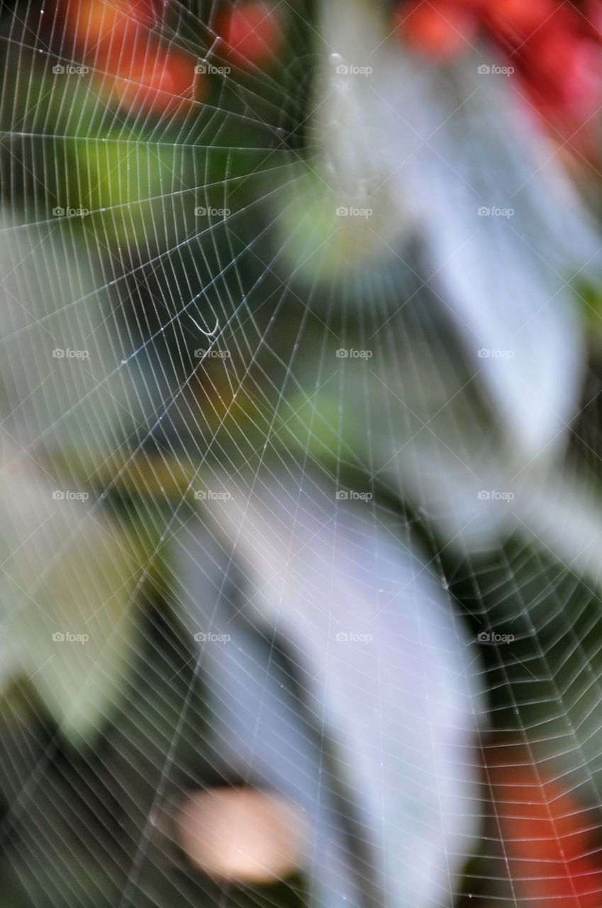 Spiderweb on the tree