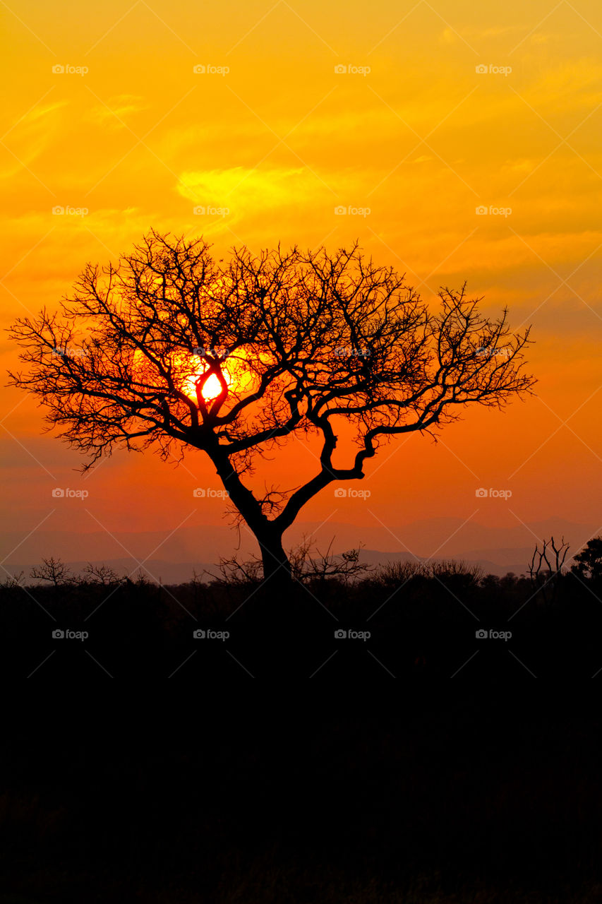 Silhouetted thorn tree in the African bush at sunset with sun behind the branches. Image from Kruger National Park South Africa