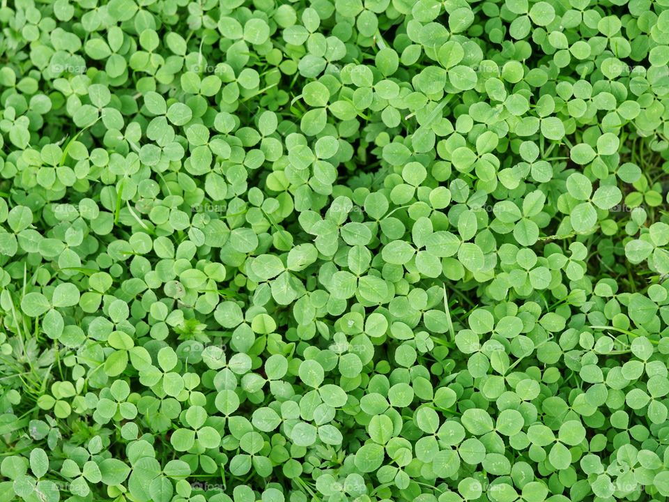 Clover leaves from above