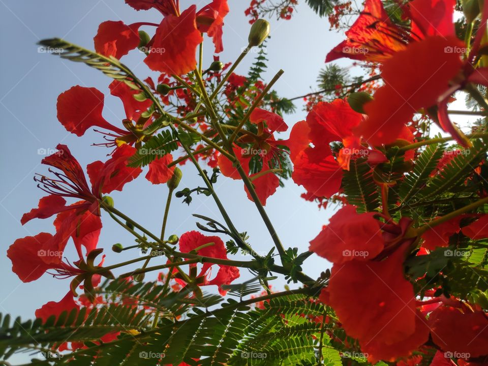 a image of beautiful gulmoher blooming flowers from Telangan India
