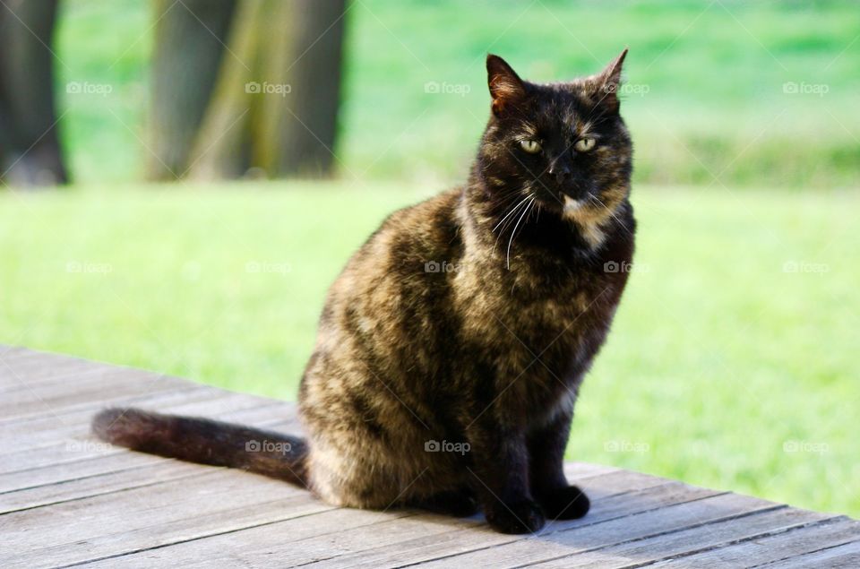 Summer Pets - A tortoise shell cat sitting on a wooden porch sunning itself