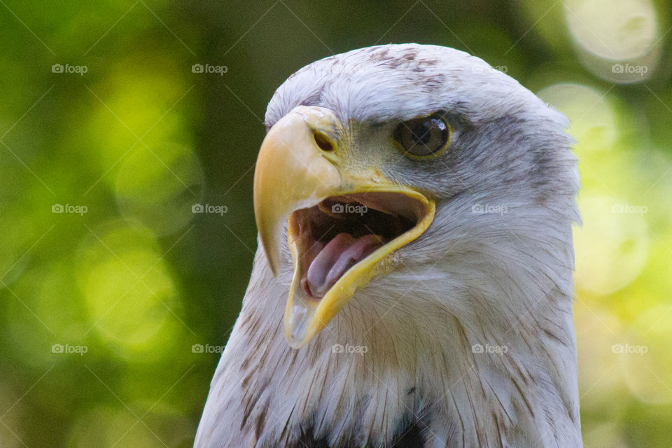 Close-up of a eagle