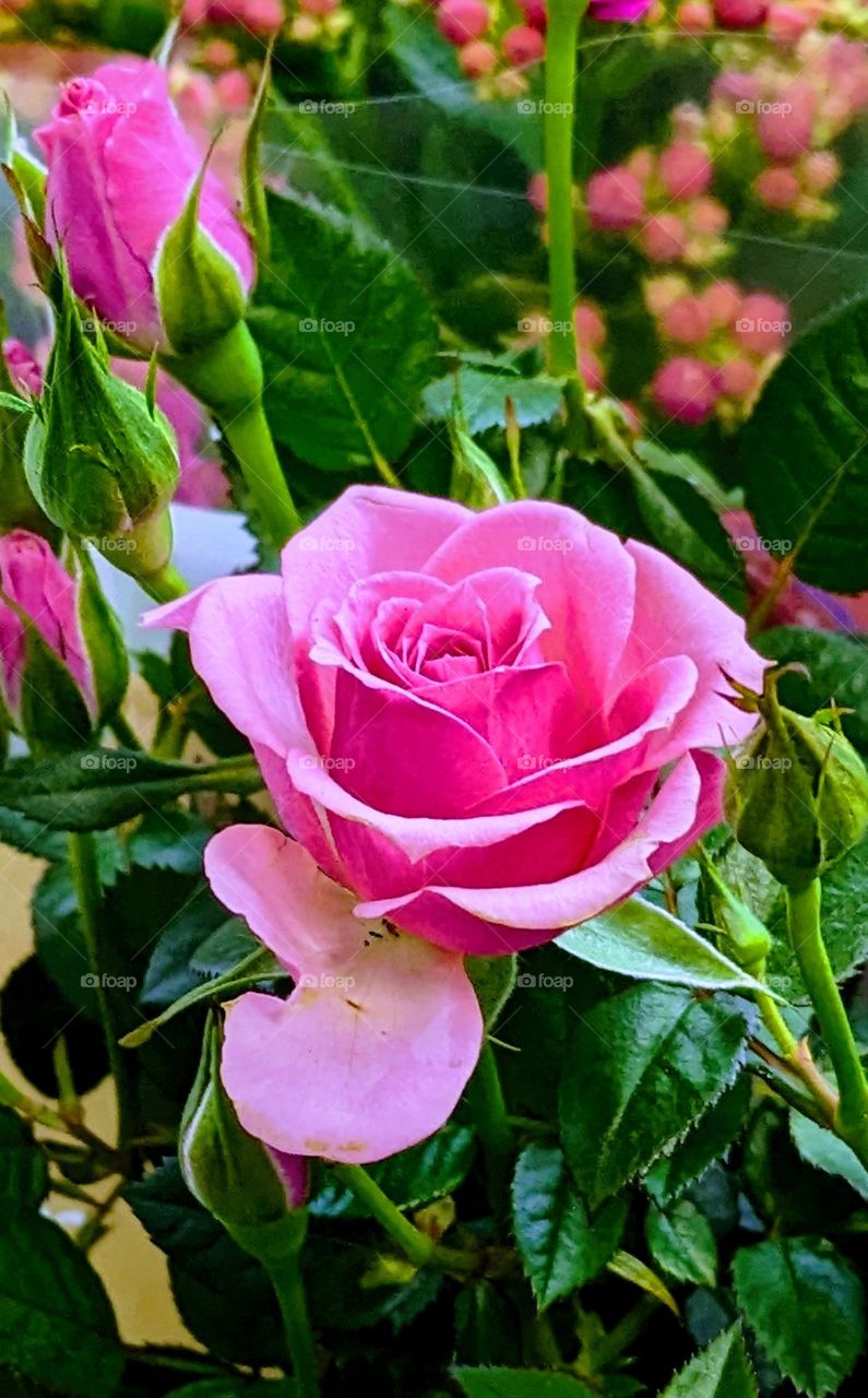 Pink rose