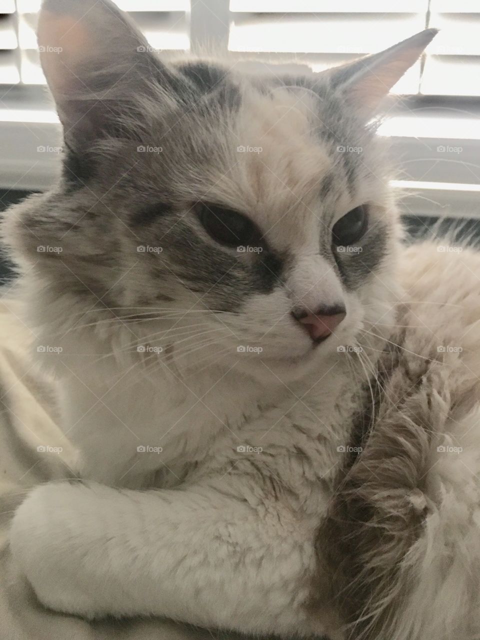 Ragdoll Cat Ms. Dolly