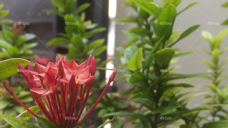 beautiful red axora flower