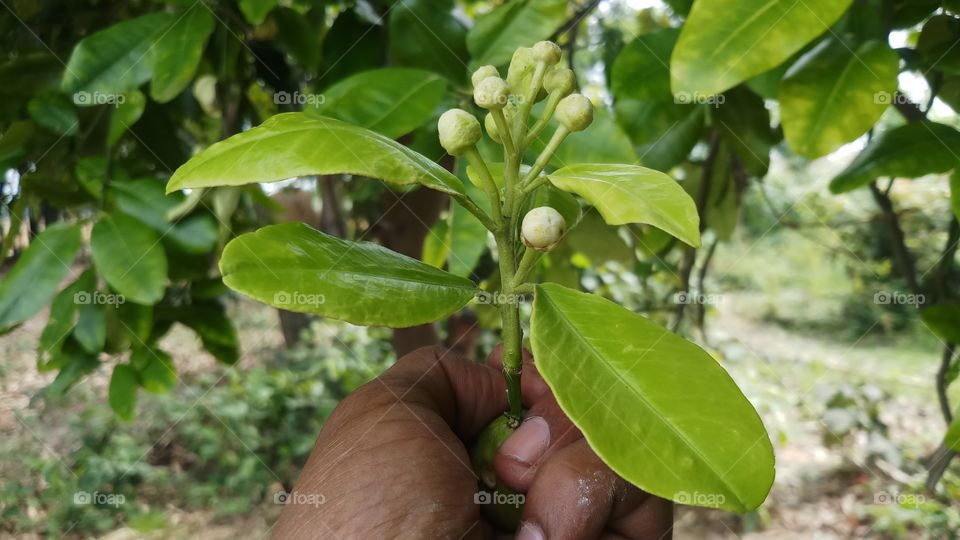 Beautiful Flowering plants is founded in Spring time