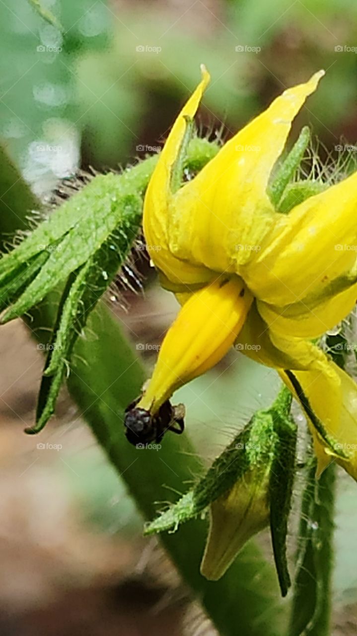 Black color insect on the bright yellow tomato flower of the home Garden