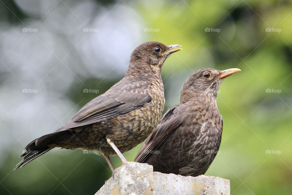Blackbirds