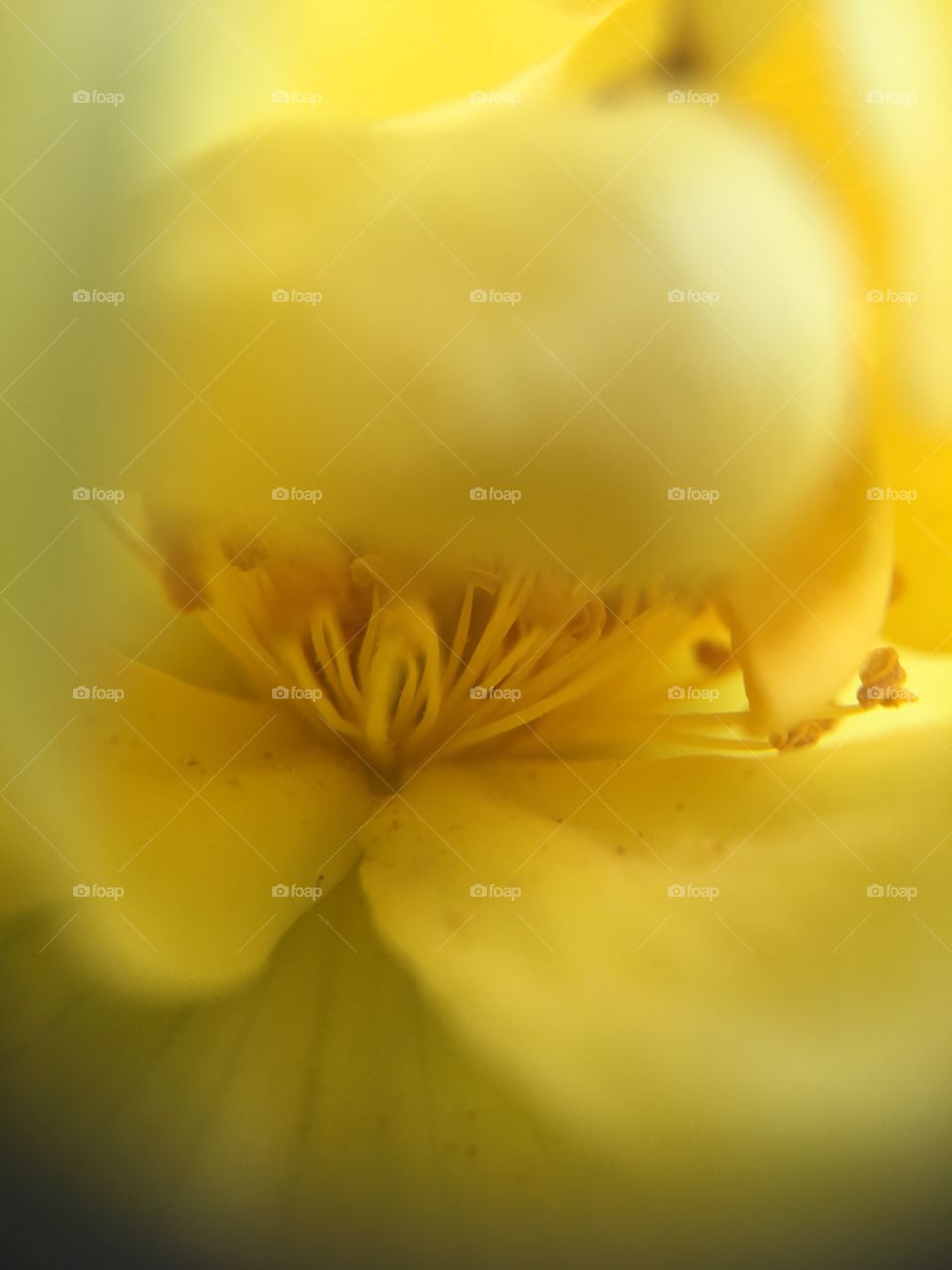 Flower, Blur, Nature, No Person, Flora