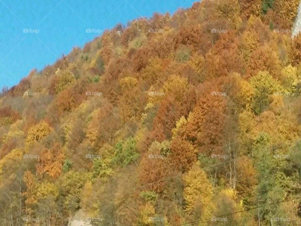 Fall, Tree, Landscape, Nature, Mountain
