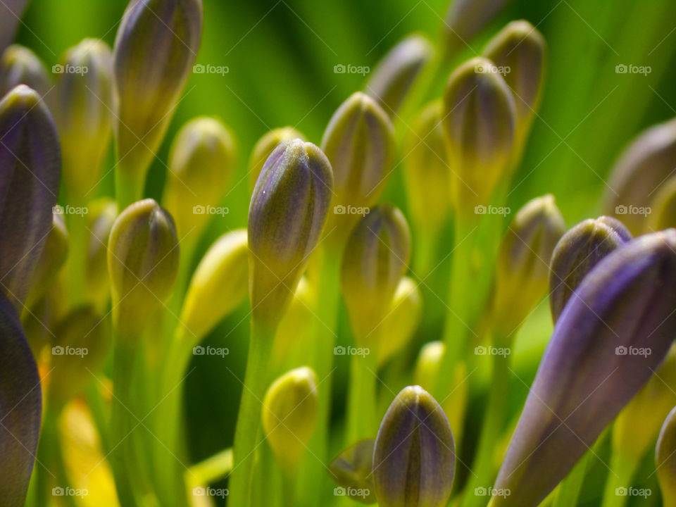 closed flower buds waiting to open